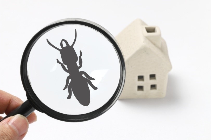 Pest Control – A Simple Guide