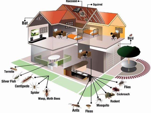 Mark Roemer Oakland Explains What to Do If your Home is Invaded by Mice