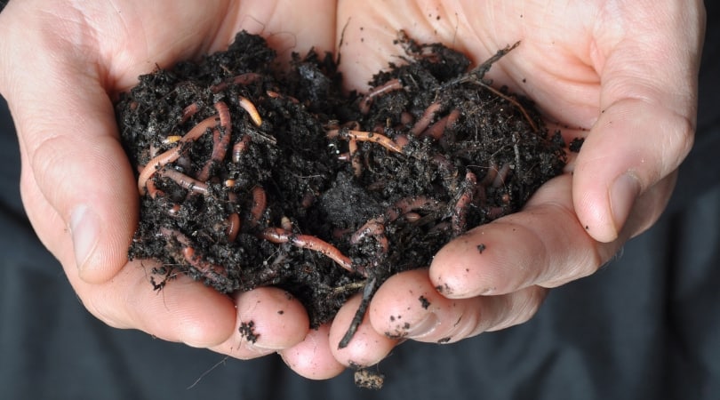 Tips to Make a Vermicompost Bin: Benefits of Using Red Worms