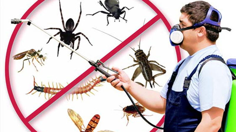 Things to Remember While Applying For a Job in a Pest Control Company