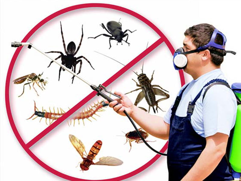 Things to Remember While Applying For a Job in a Pest Control Company