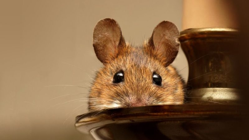 5 Signs There Are Mice In Your Home