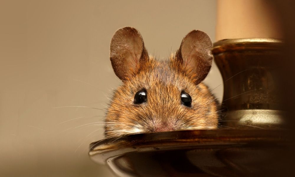 5 Signs There Are Mice In Your Home